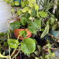 Golden and Global Green Pothos Cuttings, 2 Unrooted 8 Inch Indoor Vine Houseplants