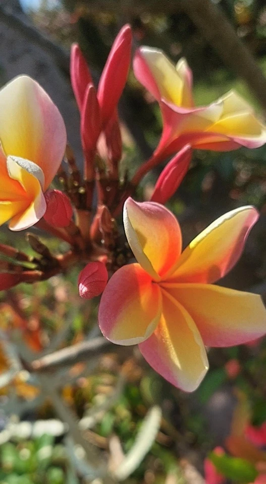 Hawaiian Rainbow Plumeria Cutting – 12 Inch Unrooted Frangipani Plant Cutting for Tropical Garden Planting