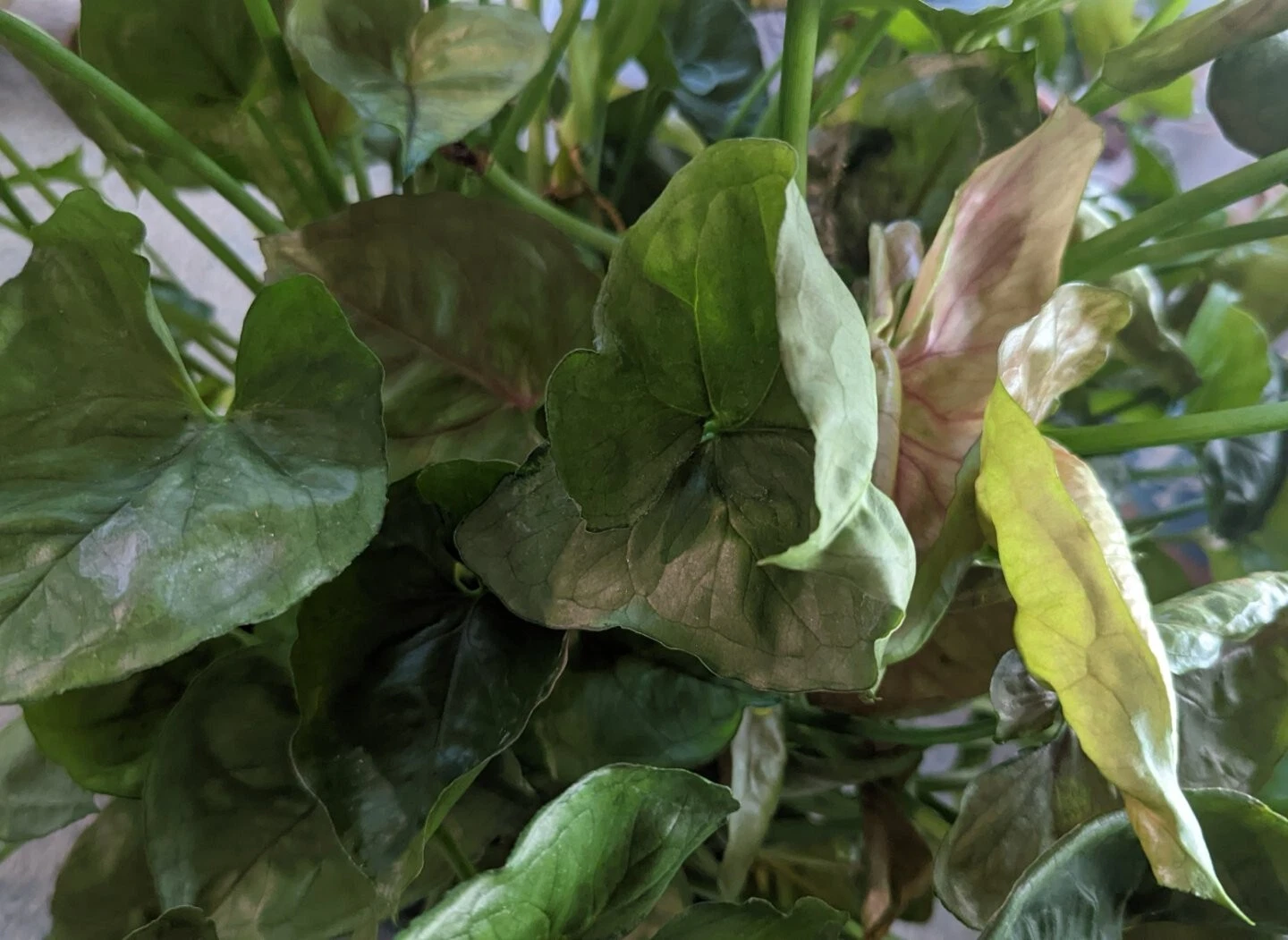 Mango Allusion Syngonium Cuttings – 5 Live Unrooted Syngonium Podophyllum Houseplant Cuttings for Indoor Growing