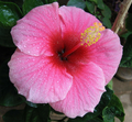 Hawaiian Pink Hibiscus Plant Cutting Live Tropical Flower 1 Cutting 2–4 Inch