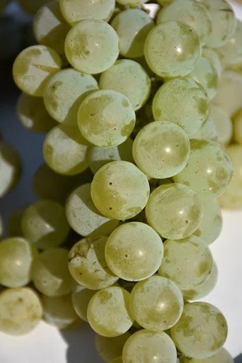 Louise Swenson Grape Vine Cuttings Set of 5 Organic Vitis Hybrid for Planting