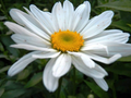 Shasta Daisy Becky Bare Root Live Plant, White Perennial Flower for Mass Planting and Garden Borders
