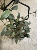 Hoya Lacunosa Louisa’s Silver Cutting Two Node Unrooted Live Hoya Houseplant for Propagation