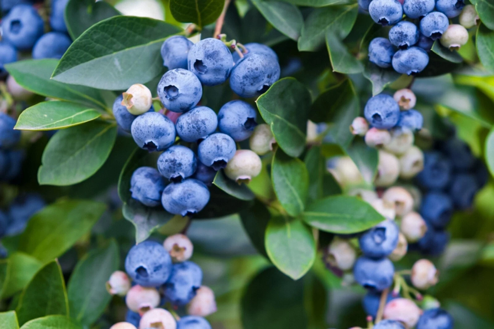 Blueberry Unrooted Cuttings – 5 Fresh Assorted Vaccinium Scions for Propagation, Fruit Bush Plant Material
