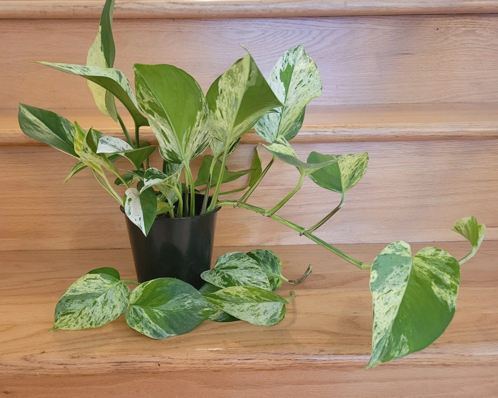 Golden Jade Pothos Cuttings Unrooted, Epipremnum aureum Variegated Indoor Plant Cuttings Set of 3