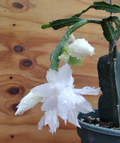 White Flamenco Schlumbergera Cuttings, Thanksgiving Christmas Cactus No Root Plant Cuttings for Indoor Houseplant Propagation