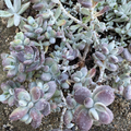 Cotyledon Orbiculata Lady Fingers Cuttings – 4 Inch Succulent Cuttings with Purple Tinged Leaves