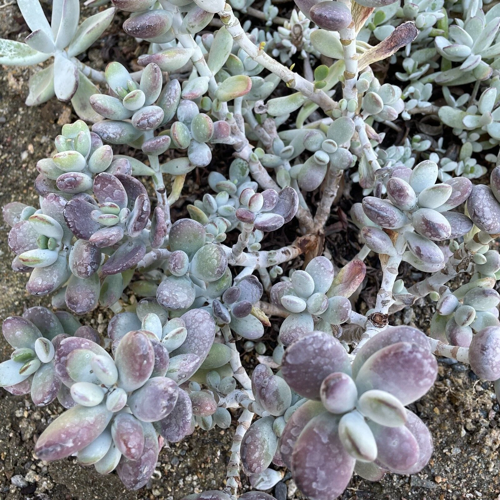 Cotyledon Orbiculata Lady Fingers Cuttings – 4 Inch Succulent Cuttings with Purple Tinged Leaves