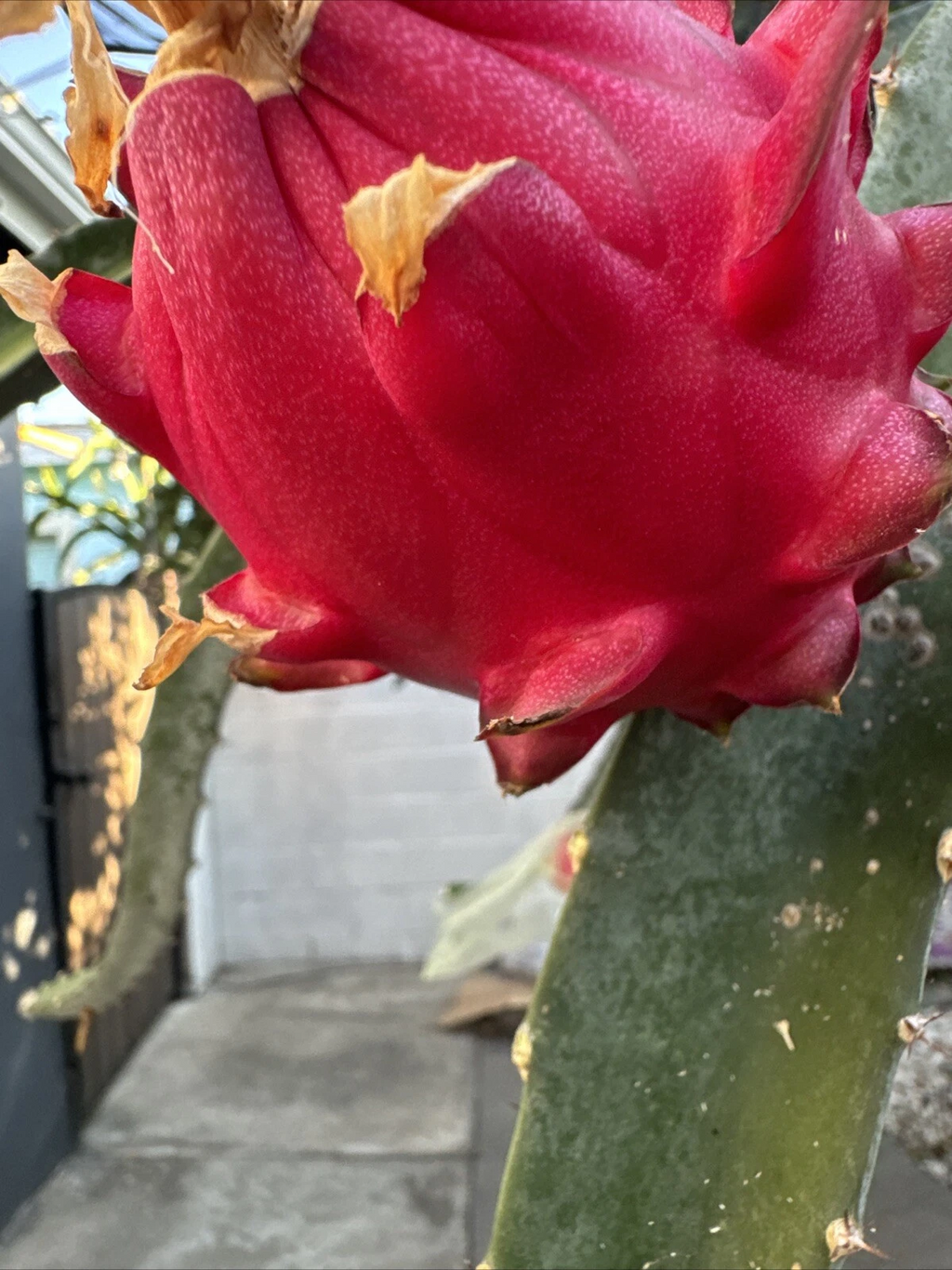 Orajona Dragon Fruit Cutting, 12–18 Inch Live Cactus Vine for Planting