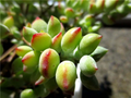 Cotyledon Pendens Unrooted Cuttings – 3 Rare Trailing Succulent Cuttings for Indoor Container Growing