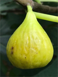 Brooklyn White Fig Unrooted Cutting – Ficus carica Cultivar, 3+ Nodes, Over 8 Inch Fig Tree Cutting for Propagation