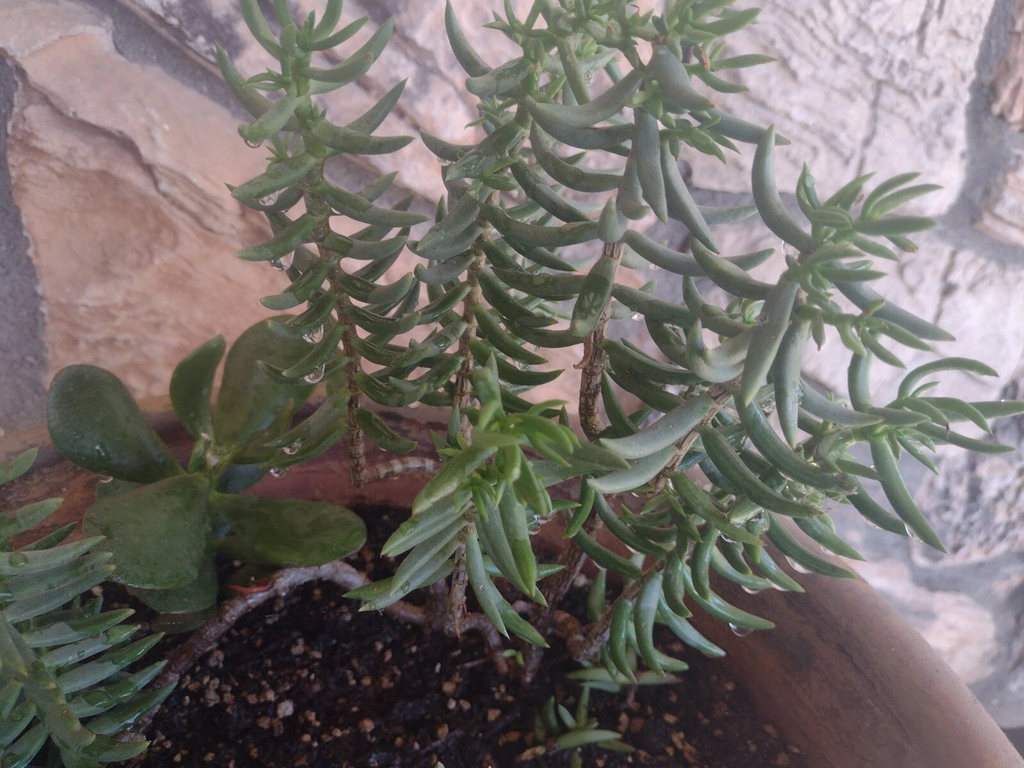 Mini Pine Crassula Tetragona Cuttings Set of 20 Unrooted 8 Inch Succulent for Borders