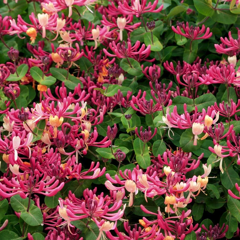 Peaches and Cream Honeysuckle Rooted Plant – Lonicera periclymenum Variegated Vine Starter for Garden