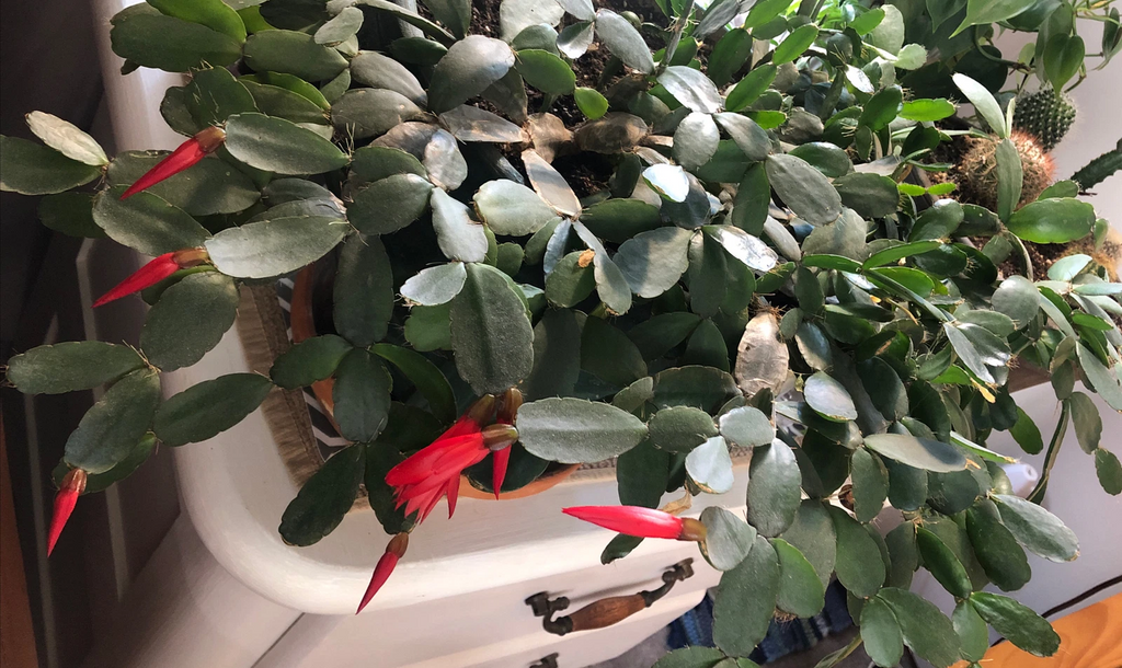Easter Cactus Cuttings – 3 Unrooted Rhipsalidopsis gaertneri 2-Segment Clippings for Indoor Propagation