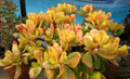 Hummel Sunset Jade Succulent Cuttings – 2 Live Unrooted Crassula Ovata Argentea Cuttings