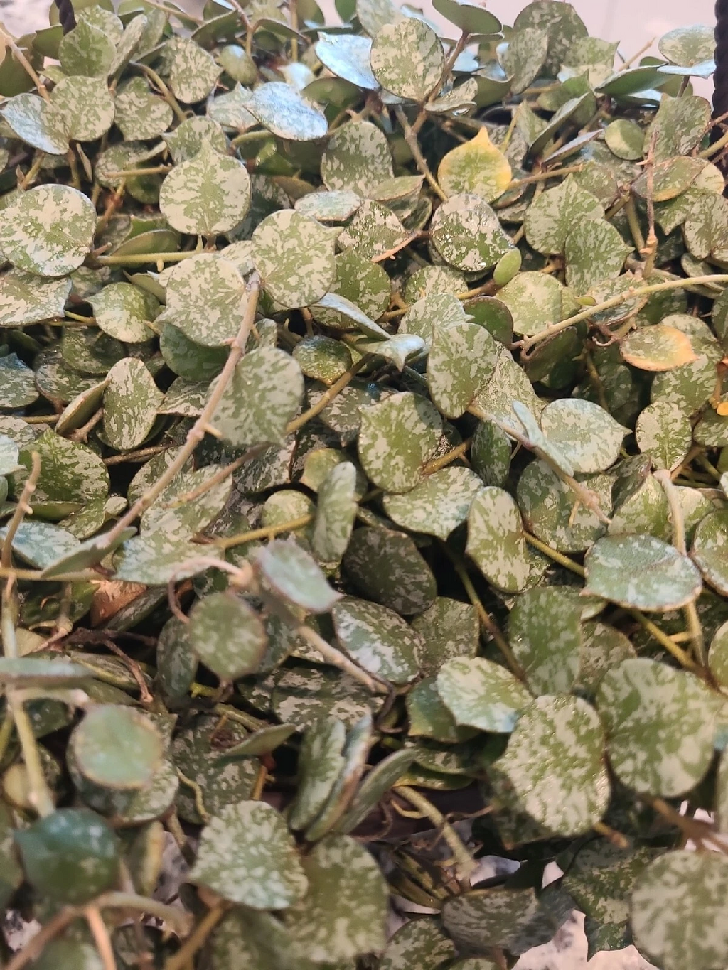 Hoya Curtisii Cutting – 6 Inch Fresh Wax Plant Cutting for Propagation, Trailing Tropical Houseplant