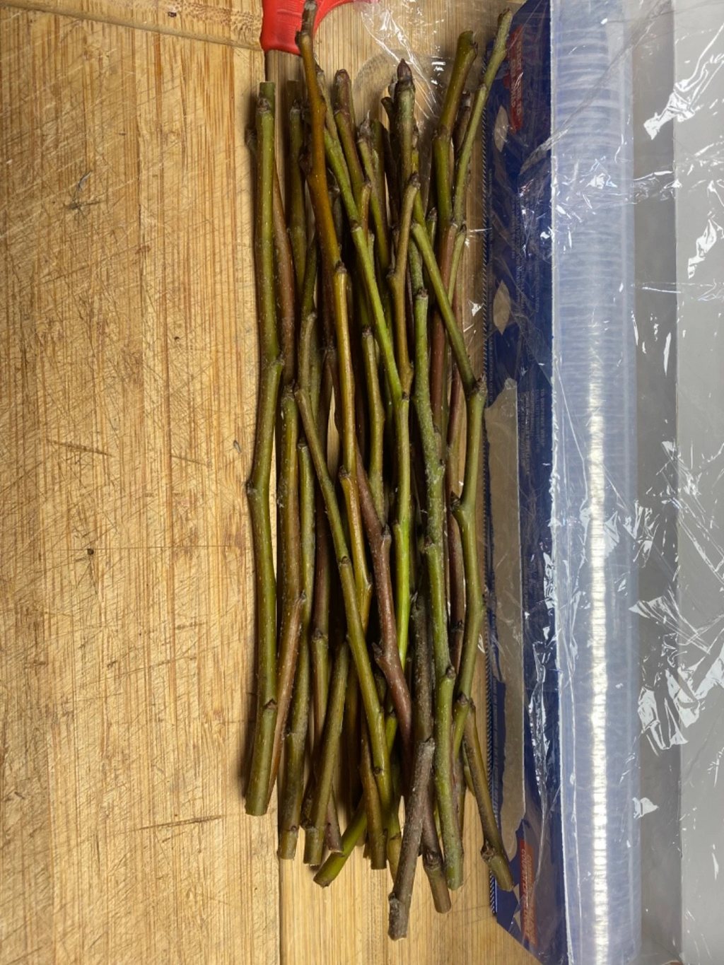 Olive Tree Cutting – Fresh Unrooted Olea Europaea Cuttings for Propagation and Planting