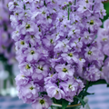 Katz Lavender Blue Stock Seeds – 50 Matthiola incana Seeds, Fragrant Purple Blooms for Garden and Culinary Garnish