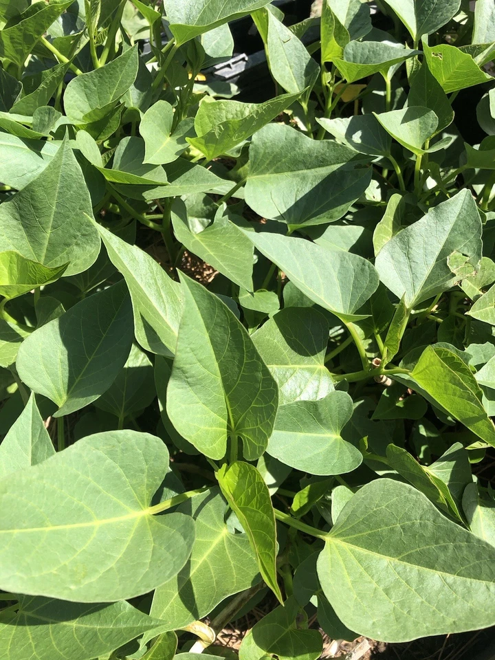 White Sweet Potato Slips – 10 Rooted Vine Cuttings, Ipomoea Batatas Starts Ready to Plant