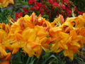 Klondyke Azalea Starter Plant – Rhododendron Live Rooted Small Plant, Deciduous Azalea for Garden or Container