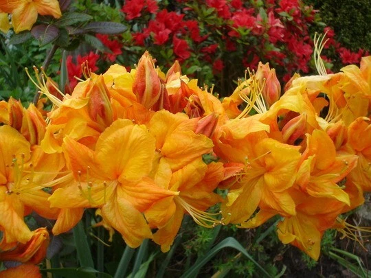 Klondyke Azalea Starter Plant – Rhododendron Live Rooted Small Plant, Deciduous Azalea for Garden or Container