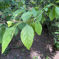 Beautyberry Bush Cuttings Callicarpa 10 Live Unrooted Clippings For Propagation