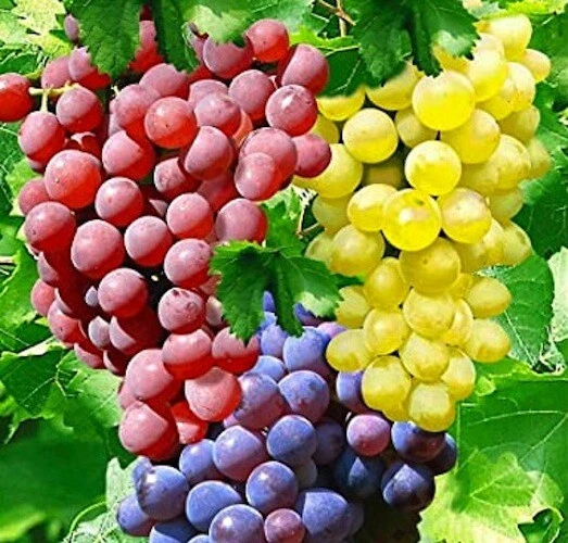 Hardy Grape Vine Cuttings Trio – 15 Total Vitis Cuttings from 3 Varieties for Cold Climate Propagation