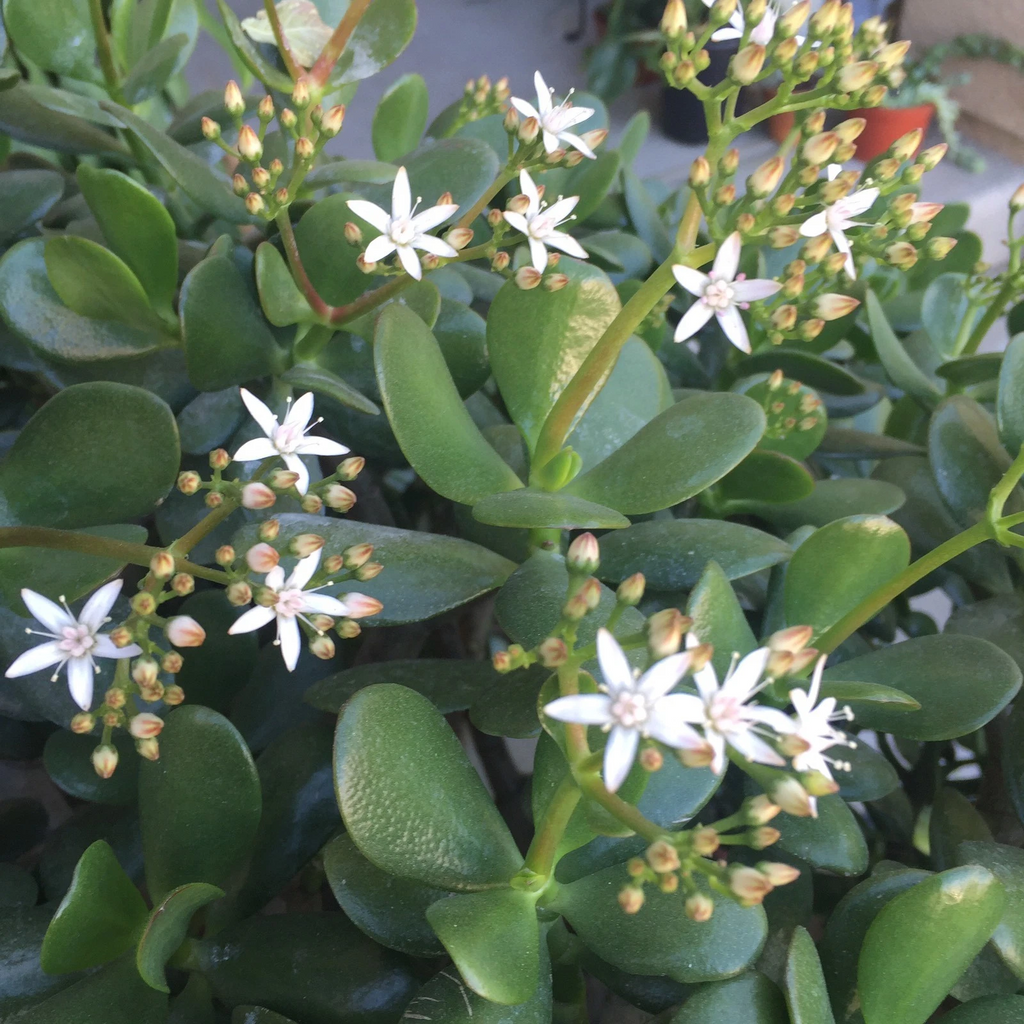 Crassula Ovata Red Jade Succulent Plant Cuttings Flowering Variety 2 Pieces