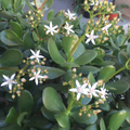 Crassula Ovata Red Jade Succulent Plant Cuttings Flowering Variety 2 Pieces