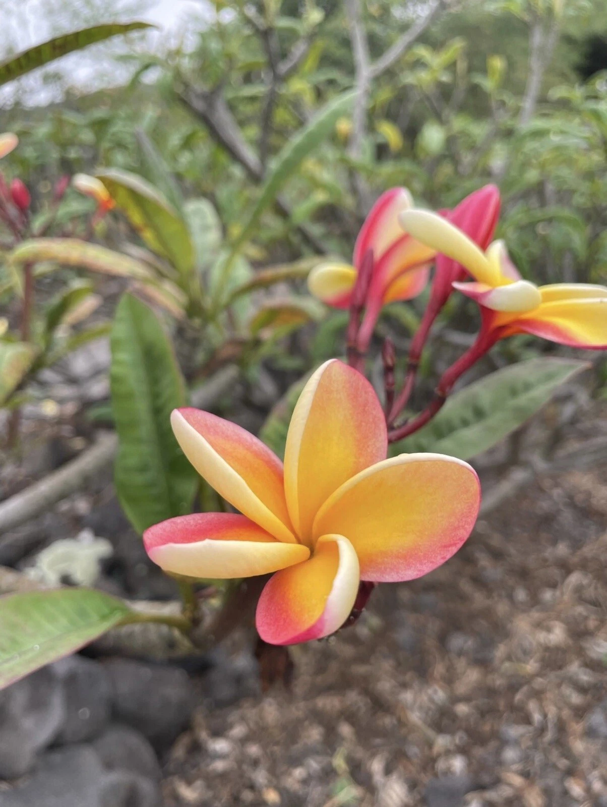 Candy Stripe Plumeria Fresh Cutting – Double Head 10 Inch Unrooted Plumeria Rubra Cutting for Propagation