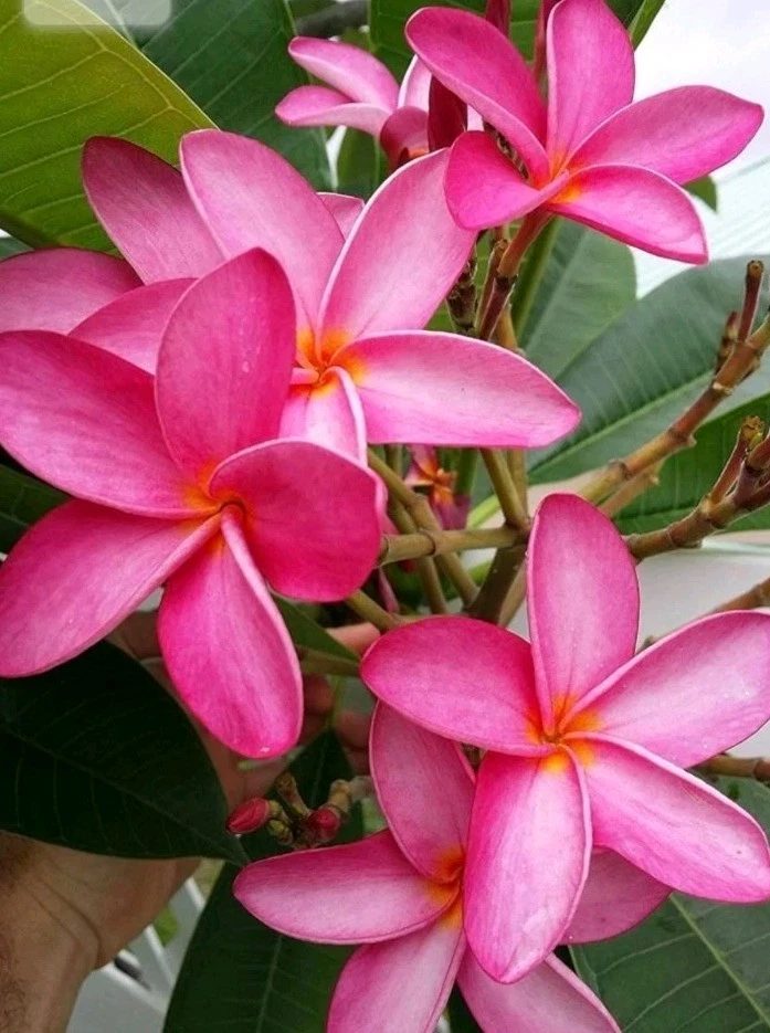 Hawaiian Fuchsia Pink Plumeria Cutting – Fresh Unrooted Frangipani Cutting, Tropical Flower Plant