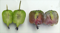 Seedless Hardy Kiwi Vine Cuttings – 10 Thin Actinidia deliciosa Cuttings for Propagation