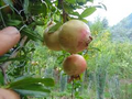 Soft-Seeded Pomegranate Cuttings – 10 Unrooted Punica Granatum Cuttings for Rooting or Grafting, Fruit Tree Vine
