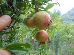 Soft-Seeded Pomegranate Cuttings – 10 Unrooted Punica Granatum Cuttings for Rooting or Grafting, Fruit Tree Vine