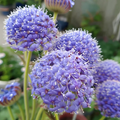 Blue Lace Flower Seeds Didiscus Sweet Scented Cut Flower Annual 50 Seeds