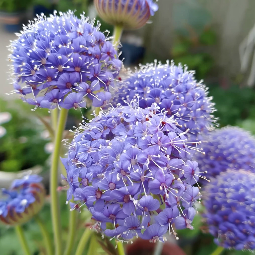 Blue Lace Flower Seeds Didiscus Sweet Scented Cut Flower Annual 50 Seeds