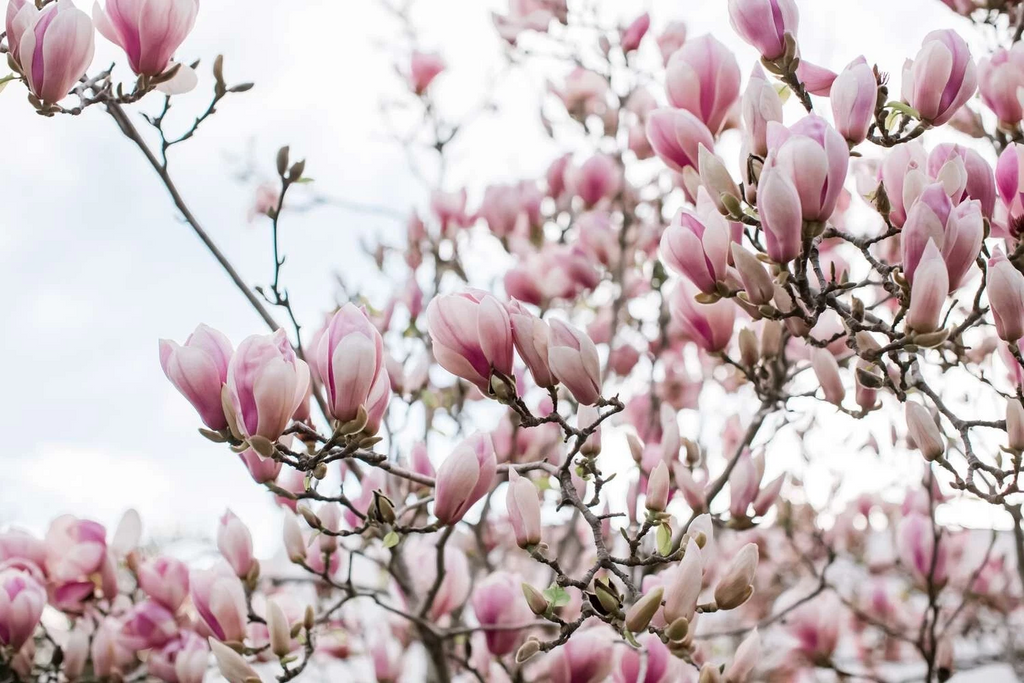 Saucer Pink Magnolia Cuttings – 10 Unrooted Magnolia Soulangeana Cuttings, Flowering Tree for Propagation