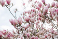 Saucer Pink Magnolia Cuttings – 10 Unrooted Magnolia Soulangeana Cuttings, Flowering Tree for Propagation