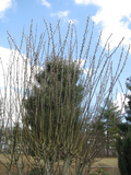 Salix discolor Pussy Willow Cuttings 25 Unrooted Branches 5–7 Inch Live Plant Material for Propagation