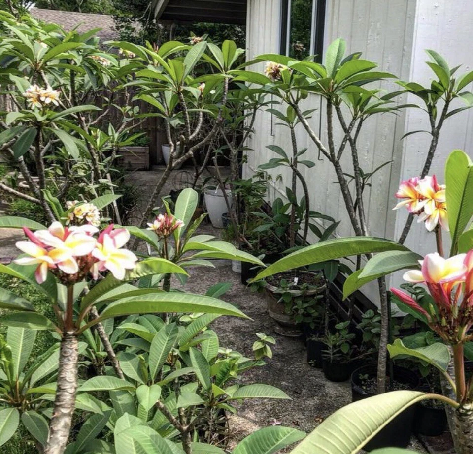 Plumeria Cuttings 8–12 Inch – 5 Tropical Flower Cuttings in White Pink Yellow Tricolor for Propagation