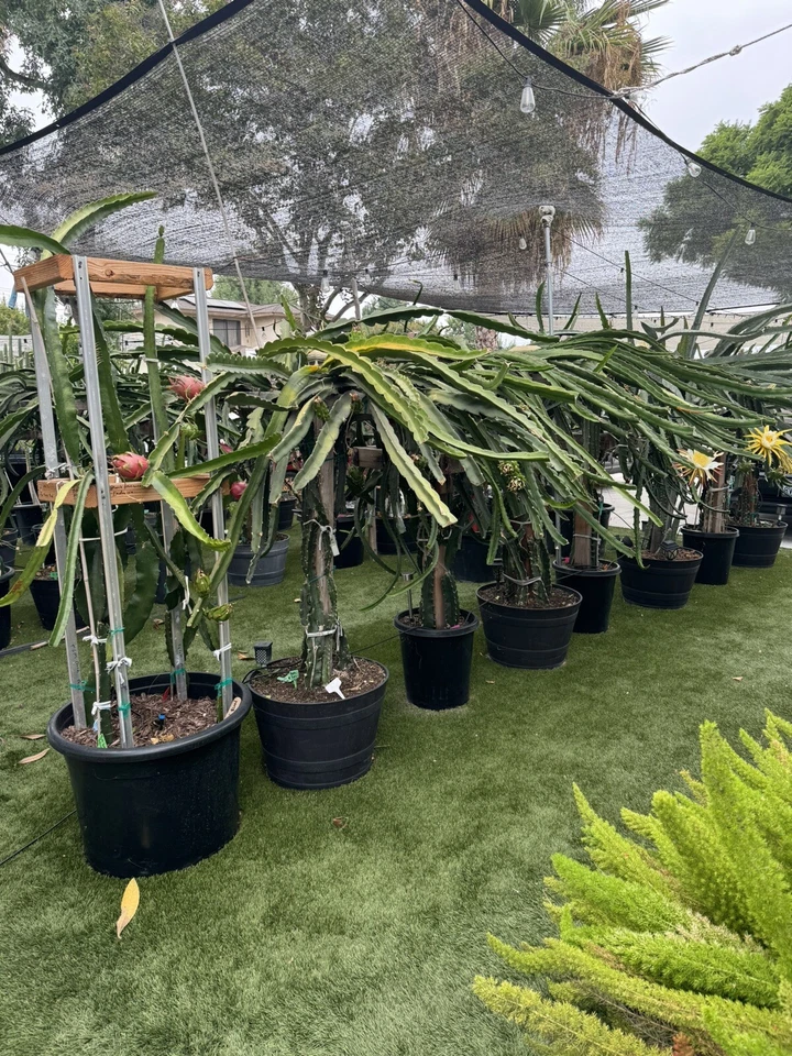 Dragon Fruit Cuttings Pitaya Cactus 14 Unrooted Cuttings 8–14 Inch Long