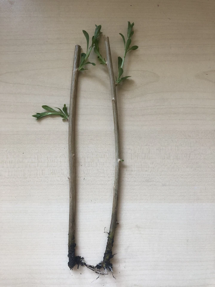 Goji Berry Bare Root Plants – 2 Rooted Lycium Barbarum Cuttings, Live Fruit Shrub Ready to Plant