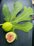 White Kadota Fig Cuttings – 2 Unrooted Ficus carica Cuttings for Propagation, Outdoor Fruit Tree