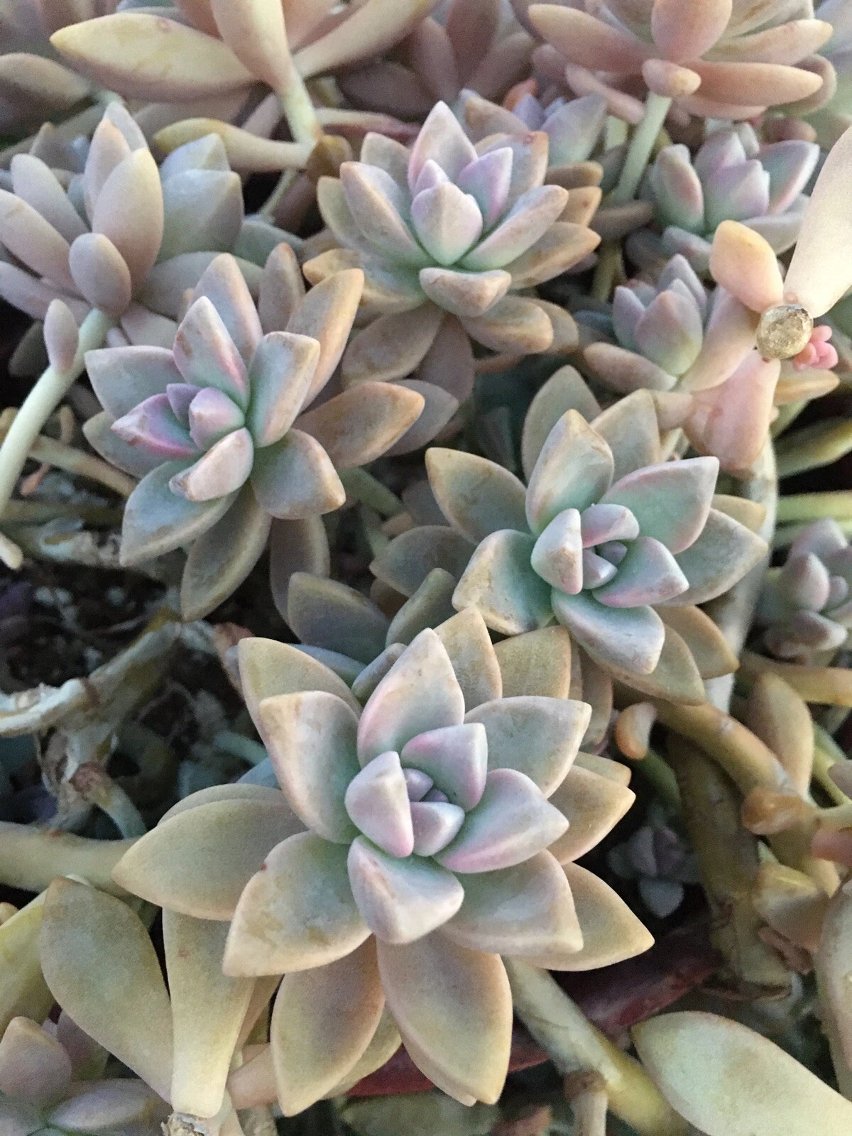 Ghost Plant Succulent Cuttings – 3 Graptopetalum paraguayense Unrooted Cuttings, Trailing Rosette Succulent