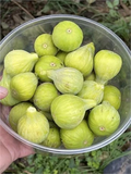 JH Adriatic Fig Cutting – Unrooted Ficus Carica Branch with 3+ Nodes, 8 Inch Fig Tree Cutting for Propagation