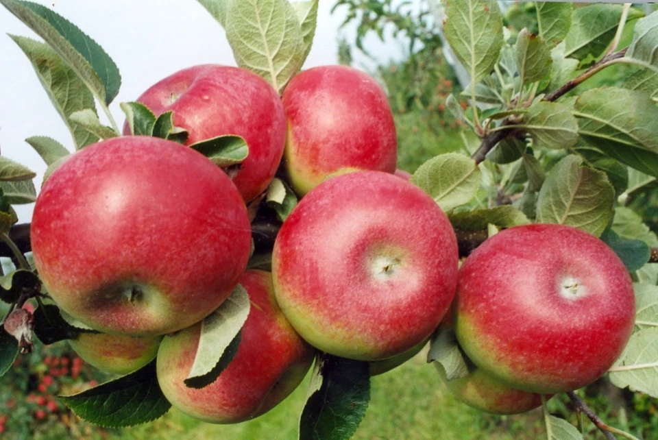 Candy Crisp Apple Scionwood Cuttings Set of 10 Unrooted Apple Scion Wood for Grafting