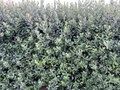 Pineapple Guava Feijoa Cuttings – 10 Fresh Unrooted Acca sellowiana Cuttings, 6–8 Inch, Hardy Zones 7b–11