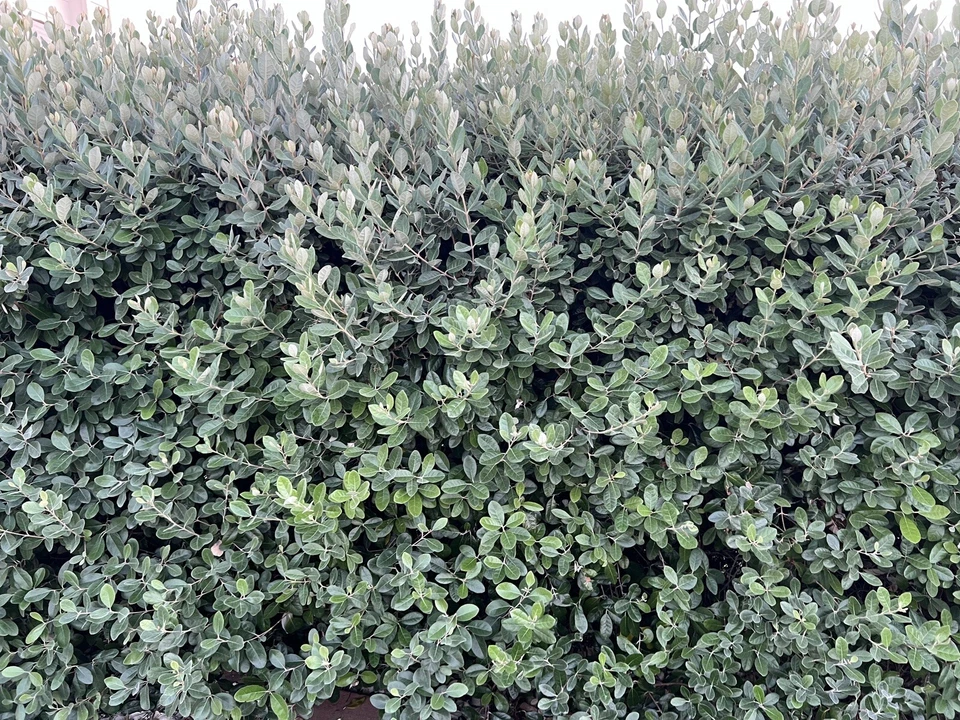Pineapple Guava Feijoa Cuttings – 10 Fresh Unrooted Acca sellowiana Cuttings, 6–8 Inch, Hardy Zones 7b–11