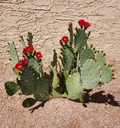 Opuntia Fruit Punch Hybrid Prickly Pear Cactus Pad Cutting, 1 Live Segment