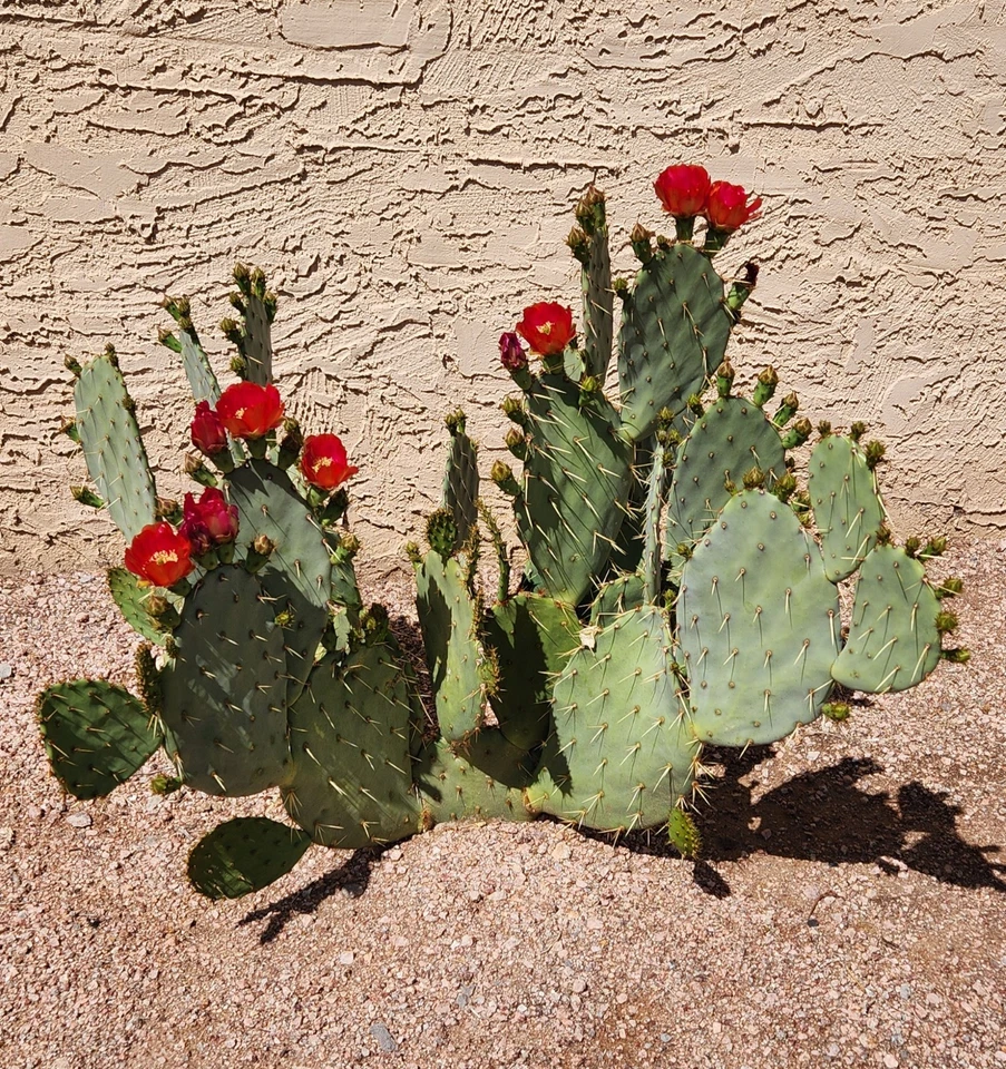 Opuntia Fruit Punch Hybrid Prickly Pear Cactus Pad Cutting, 1 Live Segment